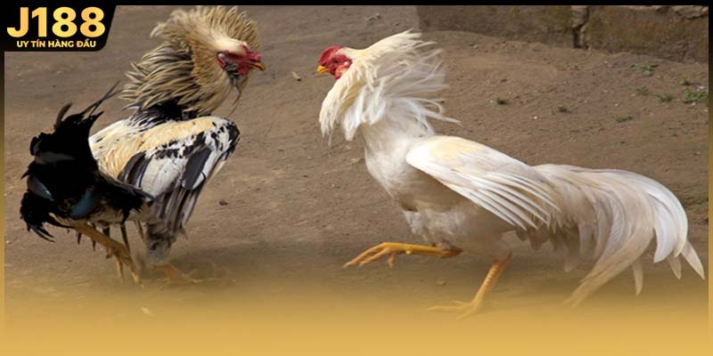 Đá gà đen Thomo là cách gọi những trận thi đấu