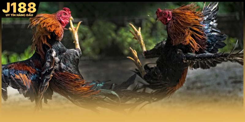 Đặc điểm của chiến kê gà đen trong các trận Thomo