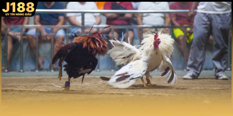 Danh sách trận đấu đá gà đen Thomo thường được cập nhật liên tục